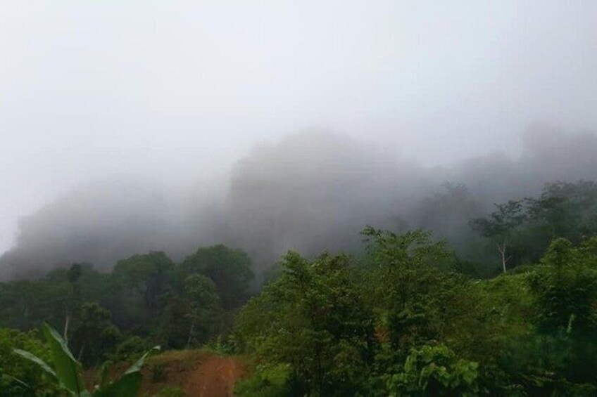 A forested landscape with dense fog covering the trees. 2