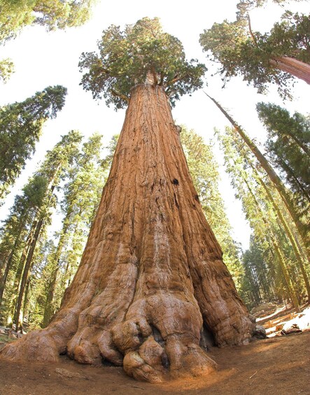 A large tree with a thick trunk and extensive root system in a forest. 3