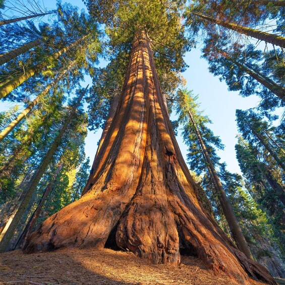 A giant tree with a thick trunk and extensive roots, surrounded by tall pine trees. 2