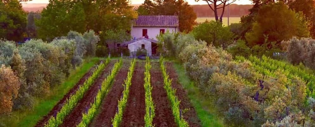 A vineyard with rows of grapevines and a small building in the center. 1