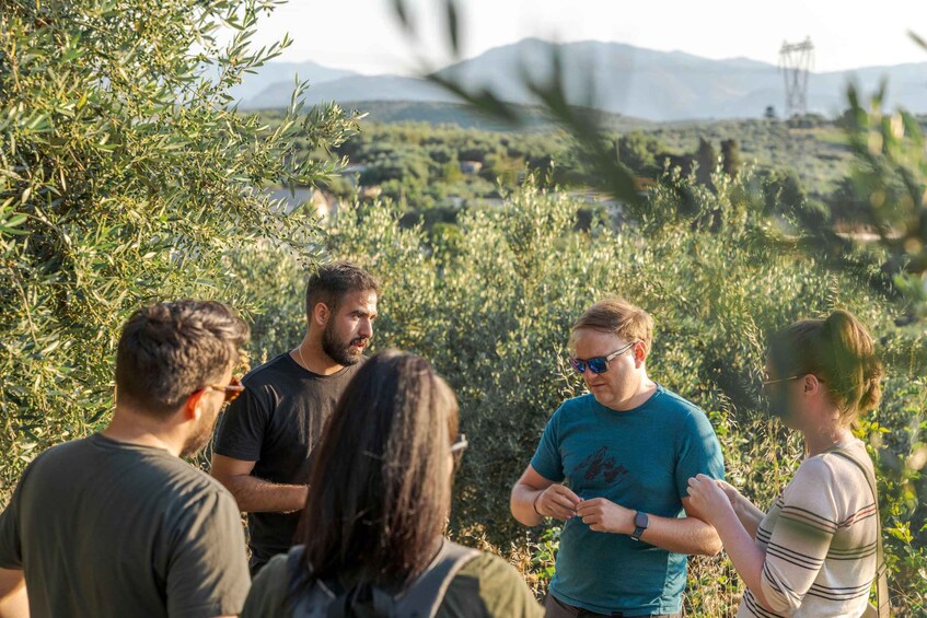 A group of people standing in a field with olive trees and mountains in the background. 4