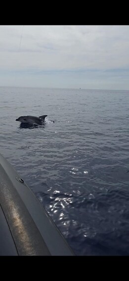 A dolphin swimming in the ocean. 3