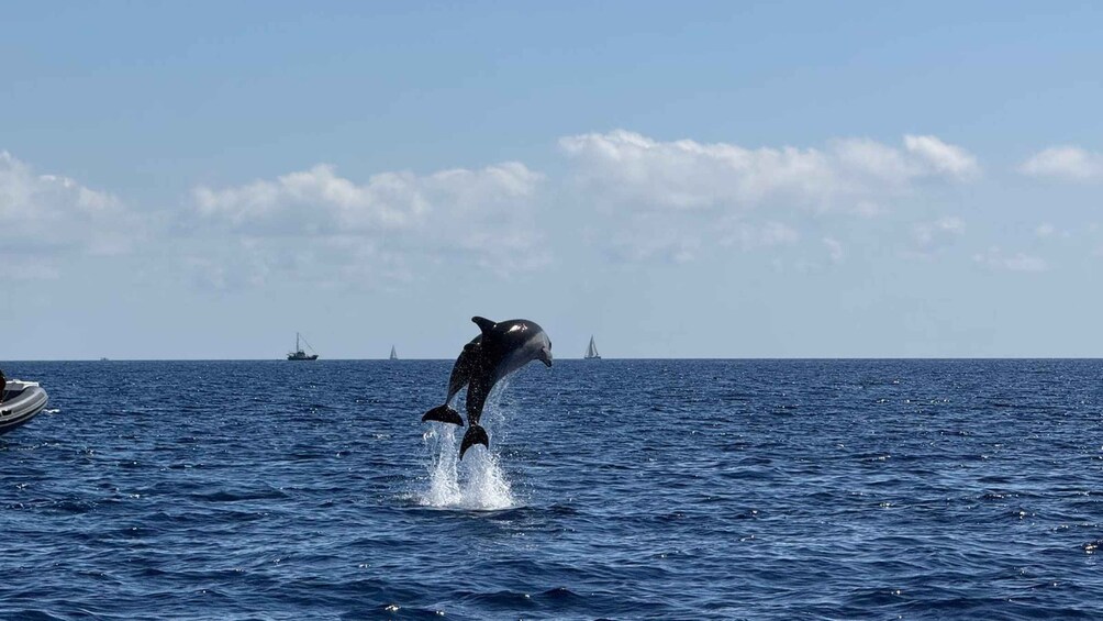 Picture 1 for Activity Golfo Aranci: Dolphin-watching tour on a luxury RIB with skipper 3