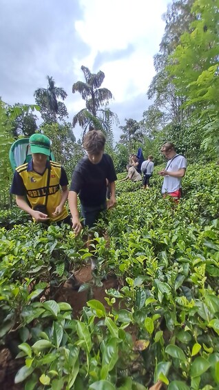 Picture 35 for Activity Ella: Organic Tea Plantation Tour with Tea Making & Tasting 5