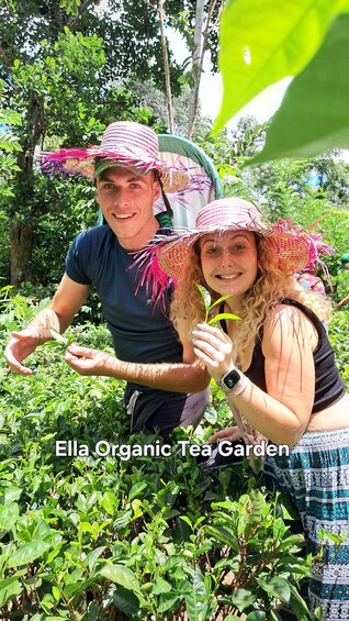 Two people in an organic tea garden. 2