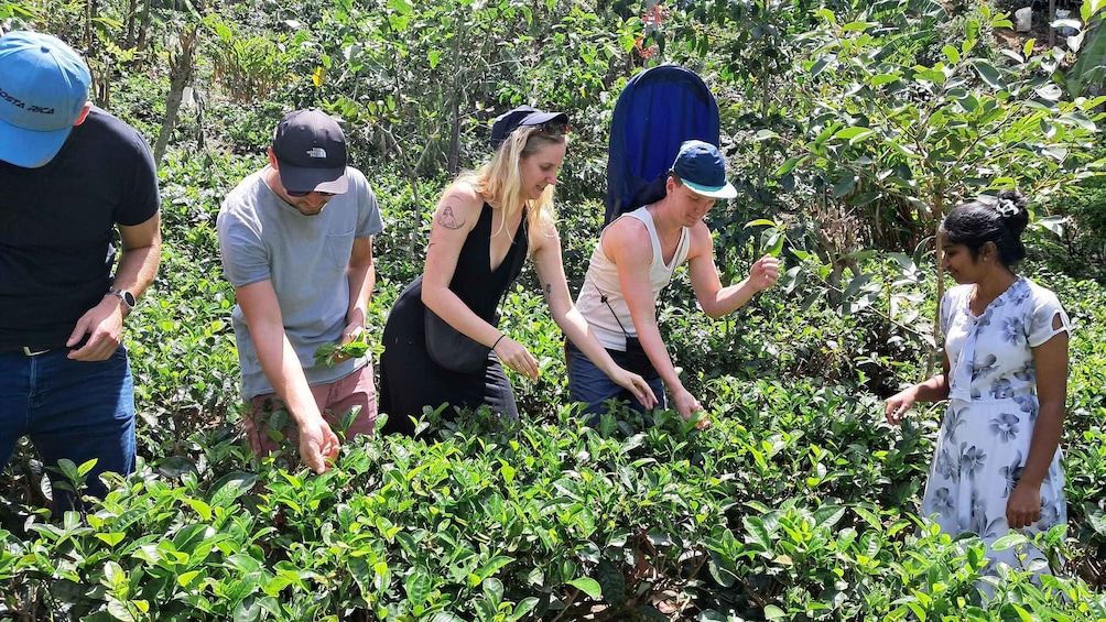 A group of people engaged in agricultural activity, surrounded by lush green vegetation. 1