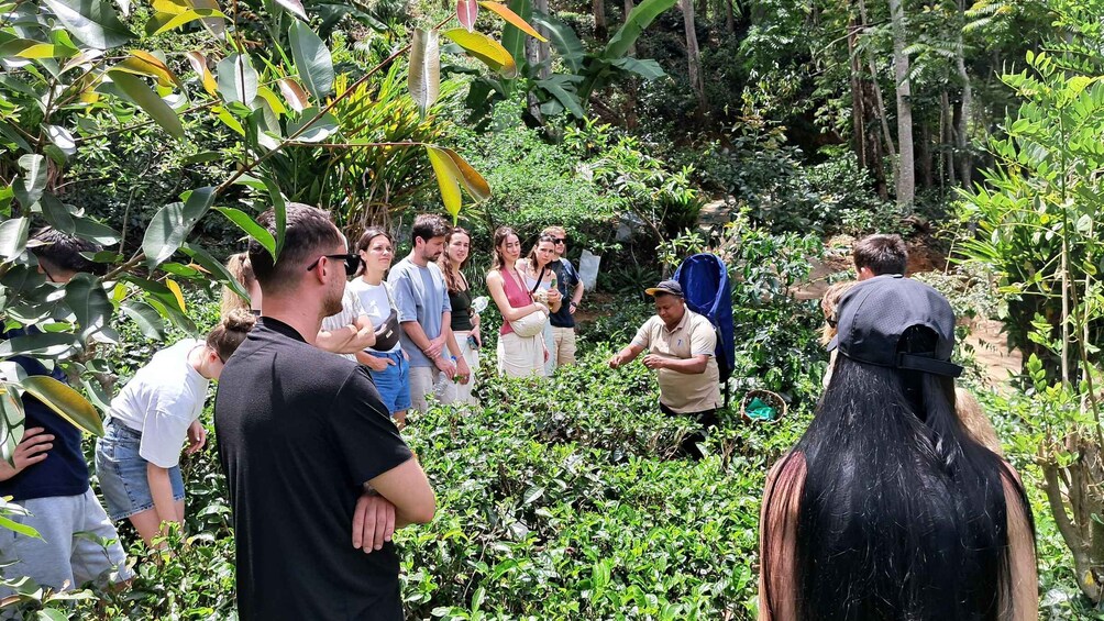 A group of people in a lush garden with dense foliage and a variety of plants. 5