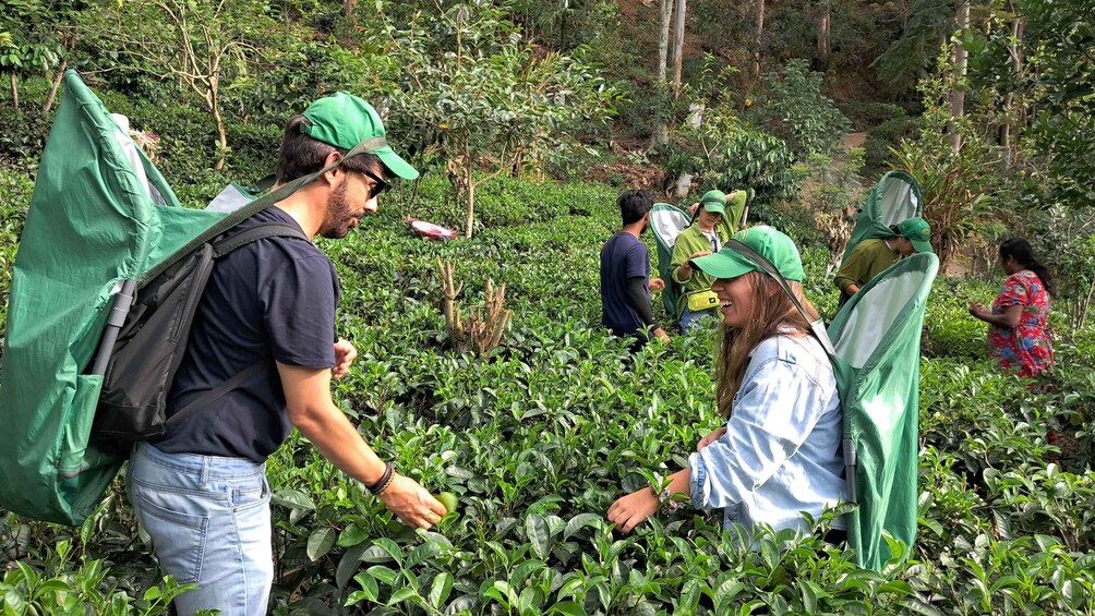 People harvesting tea leaves in a lush green tea plantation. 4