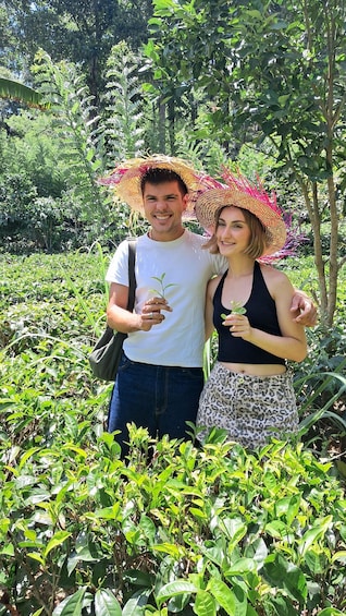 Ella: Organic Tea Plantation Tour with Tea Making & Tasting 3