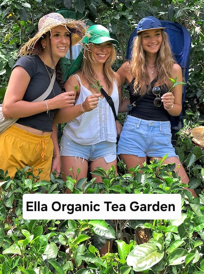 Picture 1 for Activity Ella: Organic Tea Plantation Tour with Tea Making & Tasting 2