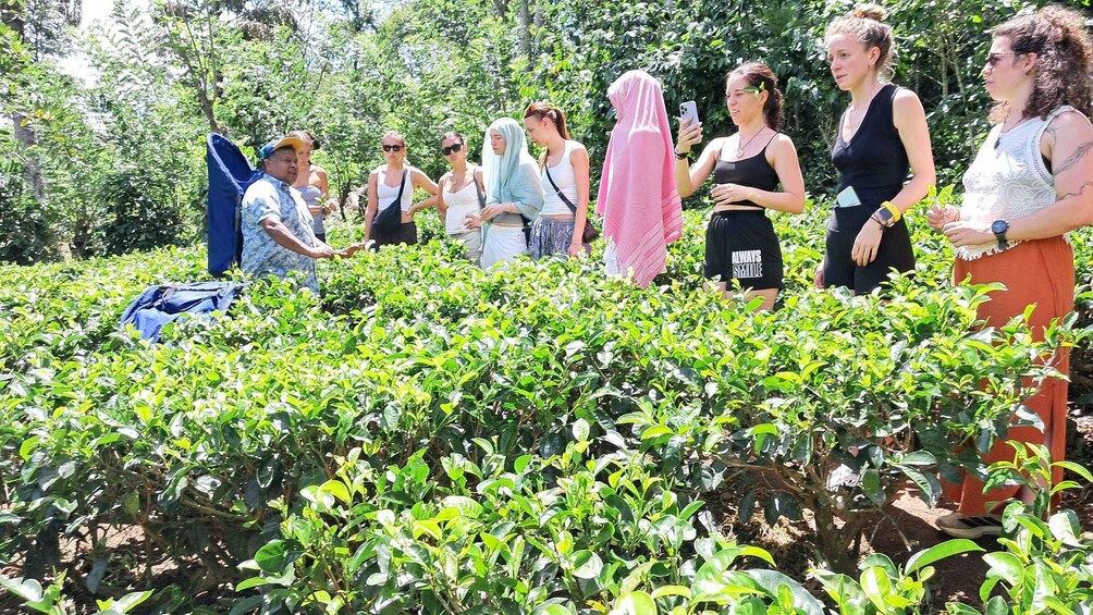 Picture 43 for Activity Ella: Organic Tea Plantation Tour with Tea Making & Tasting 2