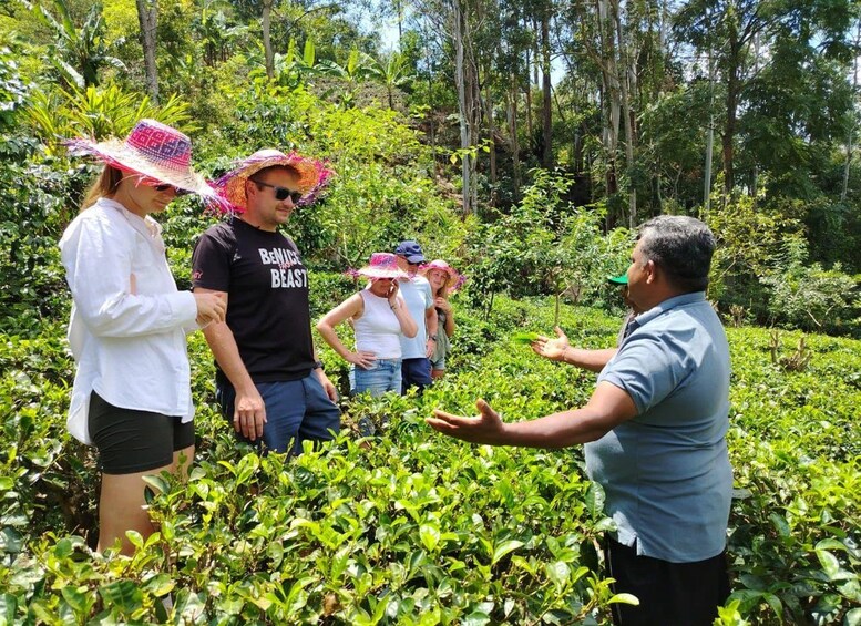 A group of people in a lush green tea plantation, engaged in a discussion with a guide. 2