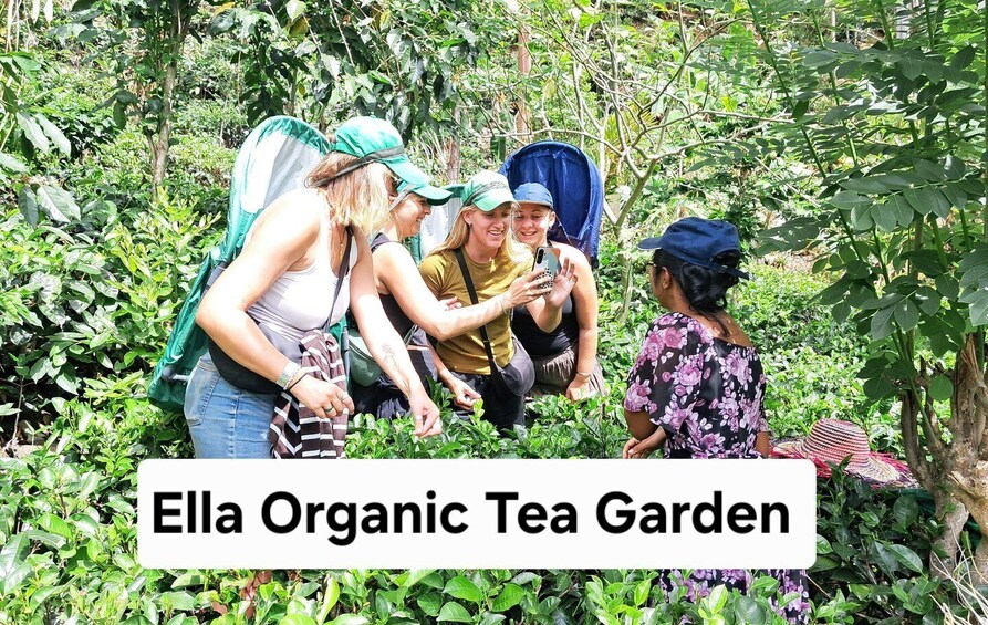 Ella: Organic Tea Plantation Tour with Tea Making & Tasting 1