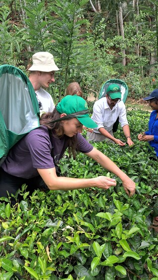 Picture 50 for Activity Ella: Organic Tea Plantation Tour with Tea Making & Tasting 2