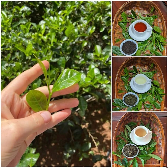Picture 46 for Activity Ella: Organic Tea Plantation Tour with Tea Making & Tasting 3