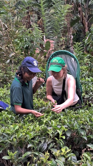 Picture 49 for Activity Ella: Organic Tea Plantation Tour with Tea Making & Tasting 3