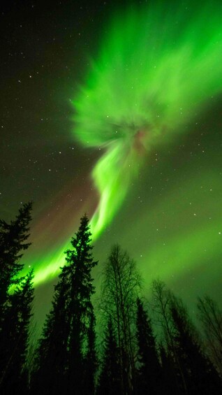The Northern Lights over a forest. 3