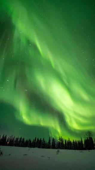 The Northern Lights over a snowy landscape with trees. 5