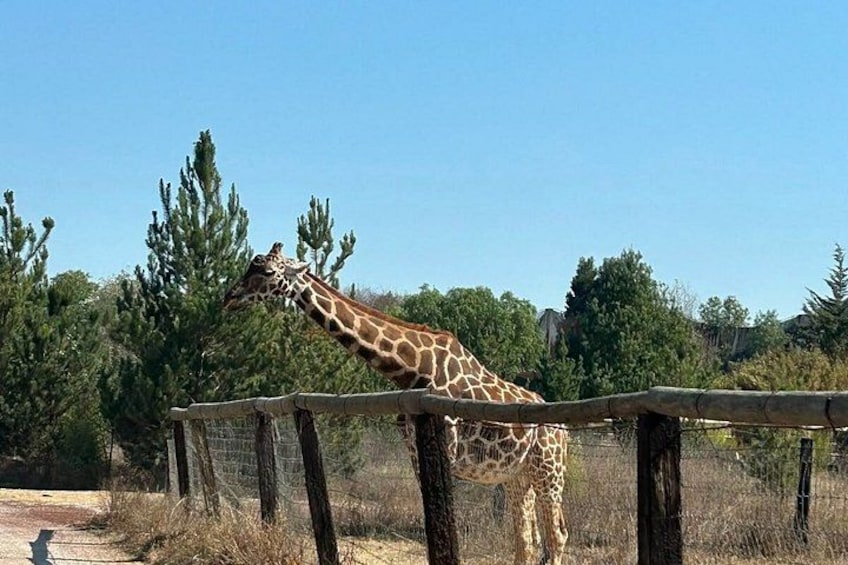 Teotihuacan and SAFARI with buffet breakfast included, no traps 2