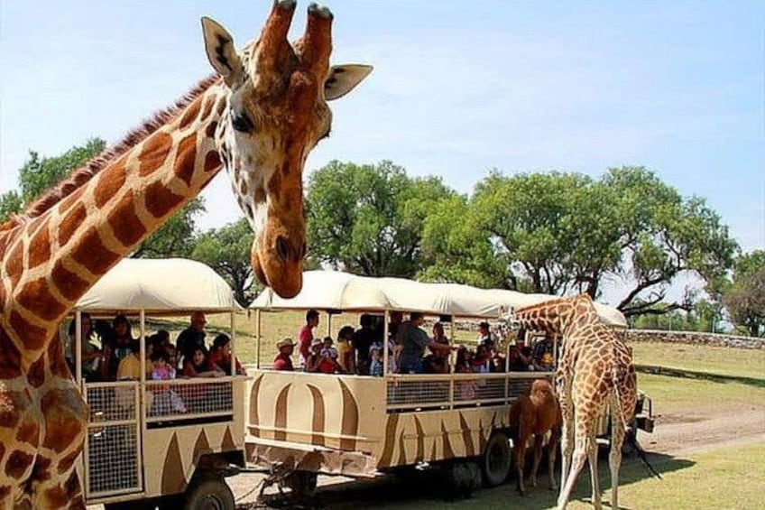 Teotihuacan and SAFARI with buffet breakfast included, no traps 4
