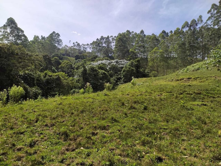 Barbas Bremen Cloud Forest Hiking Tour – Coffee Region 4