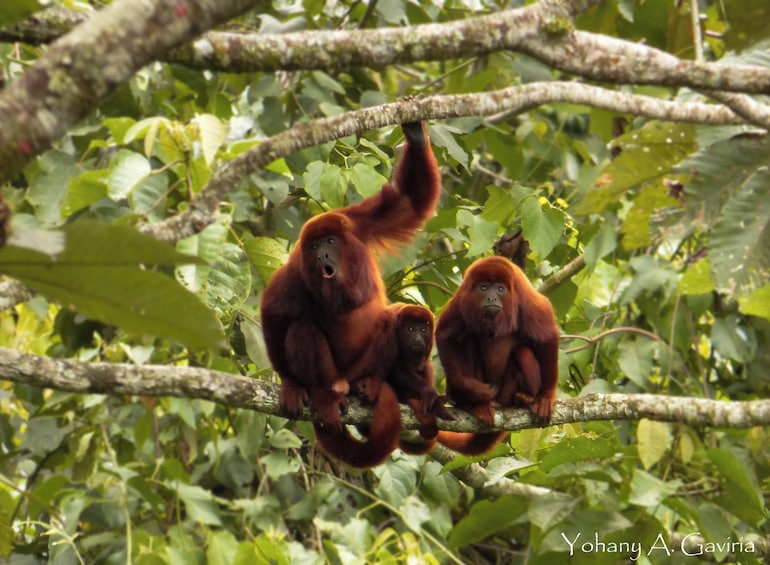 Two orangutans on a tree branch surrounded by green foliage. 1