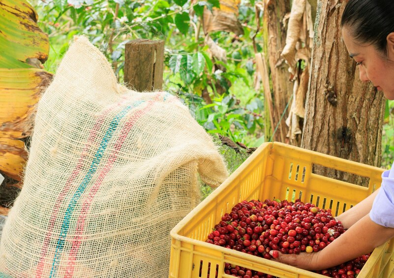 Coffee Farm Tour with Jeep Ride and Tasting from Salento 1