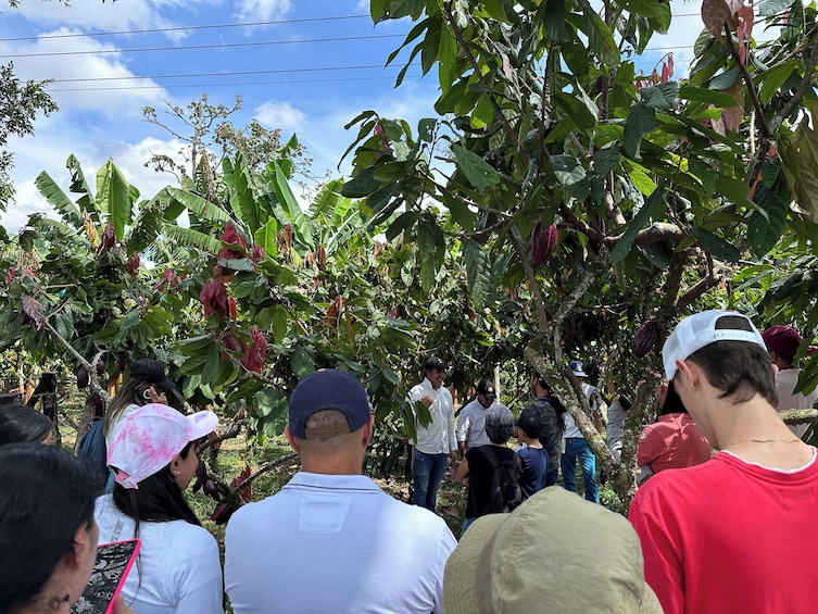 Quindío Chocolate Tour with Tastings & Guide 5