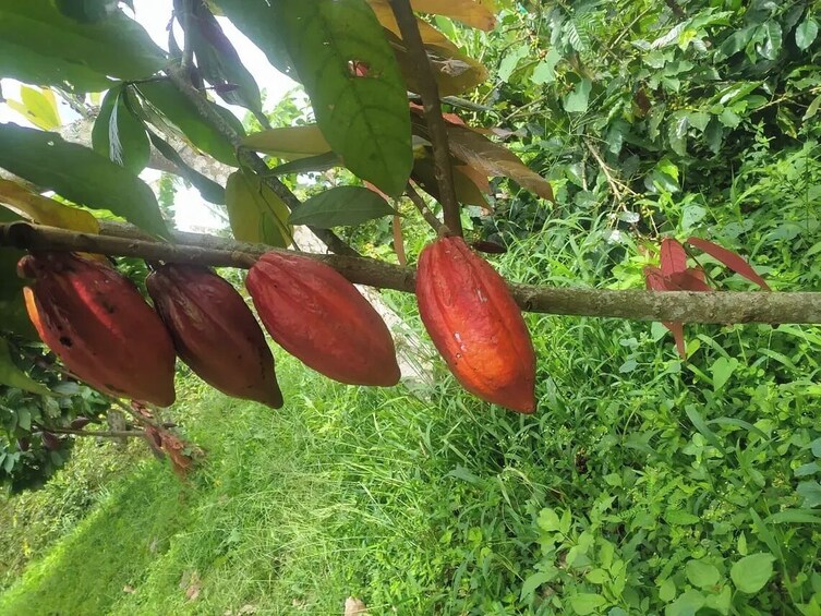 Quindío Chocolate Tour with Tastings & Guide 2