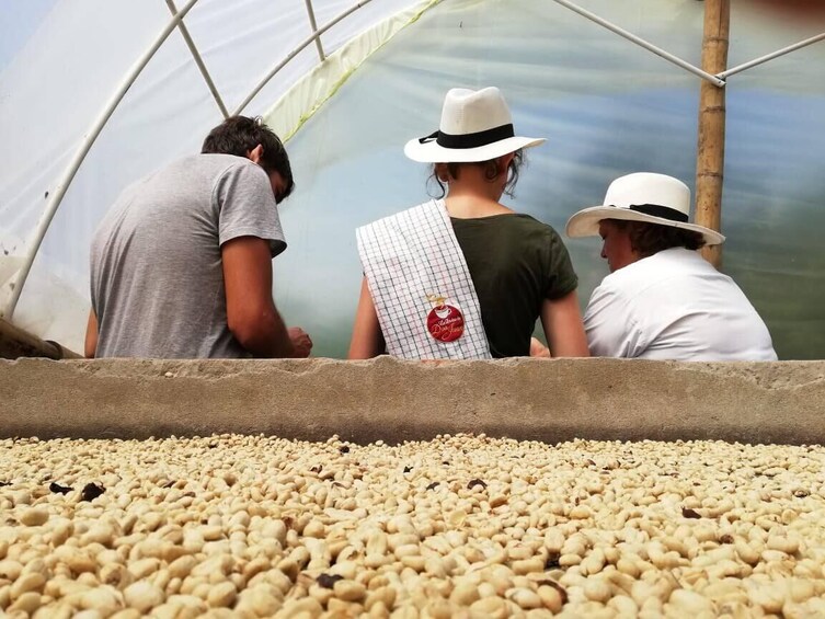 Santa Rosa de Cabal Coffee Farm Experience from Pereira 4