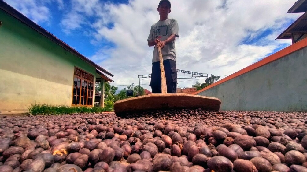 A person using a wooden tool to work on a field of purple potatoes. 5