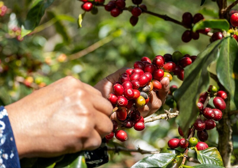 Santa Rosa de Cabal Coffee Farm Experience from Pereira 2