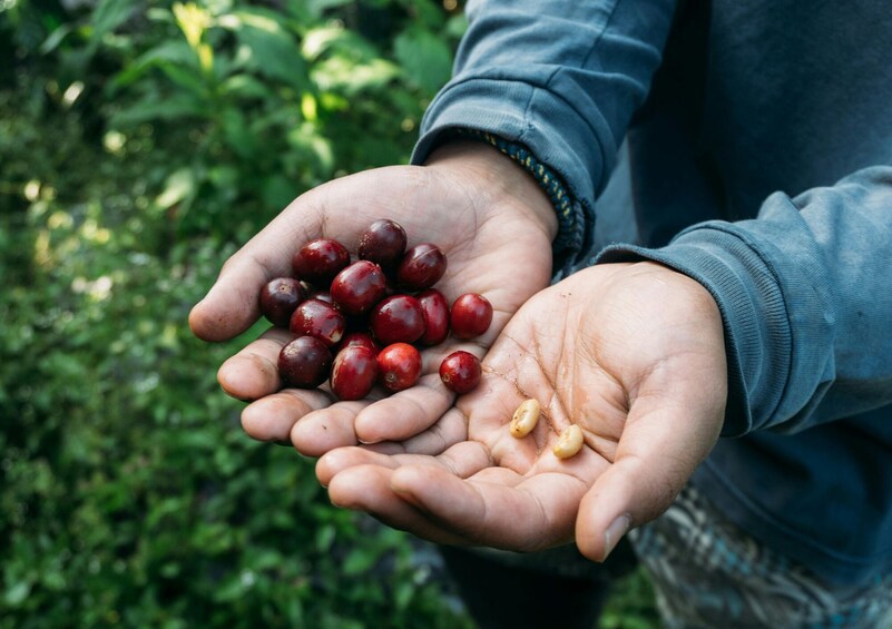 Santa Rosa de Cabal Coffee Farm Experience from Pereira 3