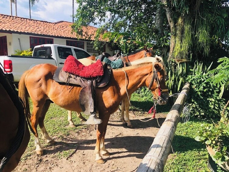 Armenia Coffee Region Horseback Riding Tour with Snack  5
