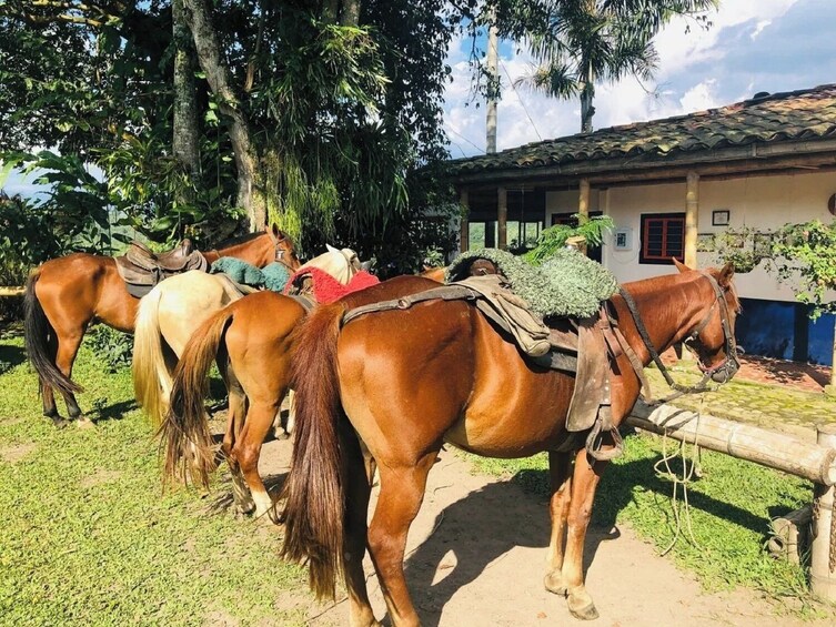 Armenia Coffee Region Horseback Riding Tour with Snack  4