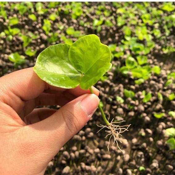 Plant Your Own Coffee Tree & Farm Experience in Pereira  2