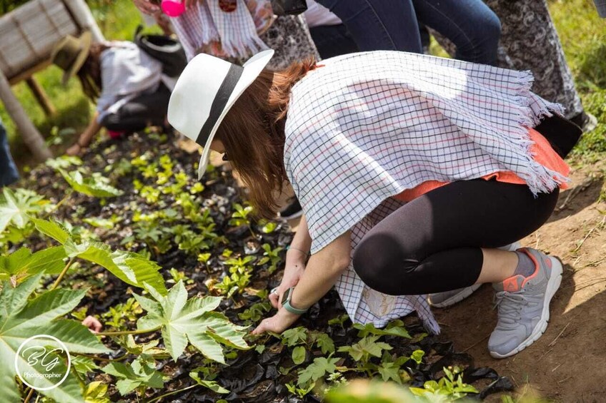 Plant Your Own Coffee Tree & Farm Experience in Pereira  5