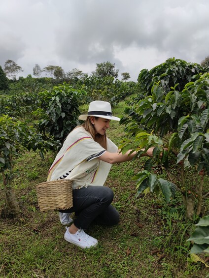 Plant Your Own Coffee Tree & Farm Experience in Pereira  1
