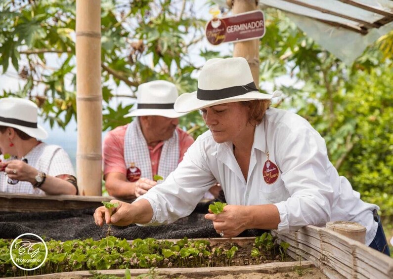 Plant Your Own Coffee Tree & Farm Experience in Pereira  4