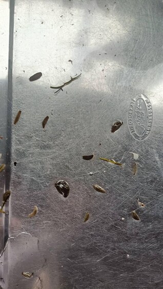 A metallic surface with engraved text and various small objects, including a leaf and a twig. 4
