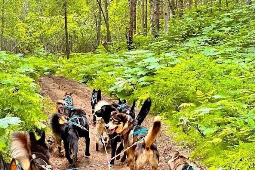 Fall Dog Sled Adventure in Willow Alaska 3