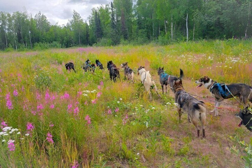 Fall Dog Sled Adventure in Willow Alaska 2