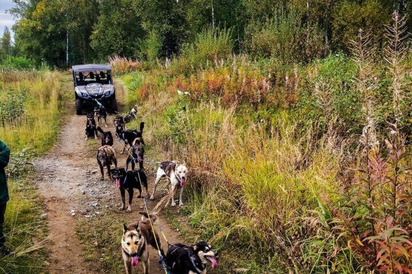 Fall Dog Sled Adventure in Willow Alaska 5