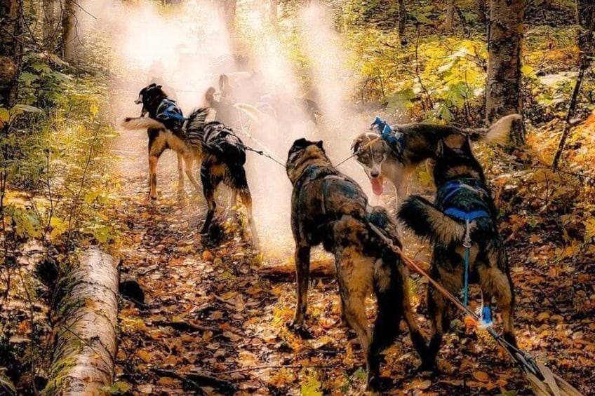 Fall Dog Sled Adventure in Willow Alaska 1