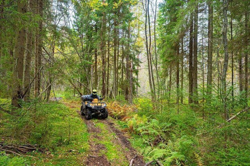 A vehicle on a forest trail surrounded by dense trees. 2