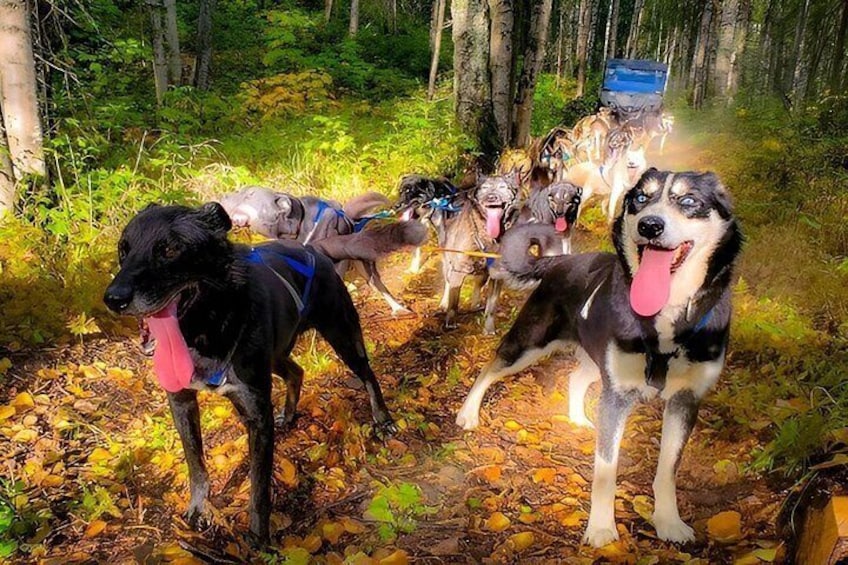 A group of dogs in a forest with a blue vehicle in the background. 1