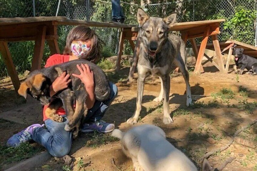A person holding a dog, another dog standing, and a third dog lying on the ground. 4