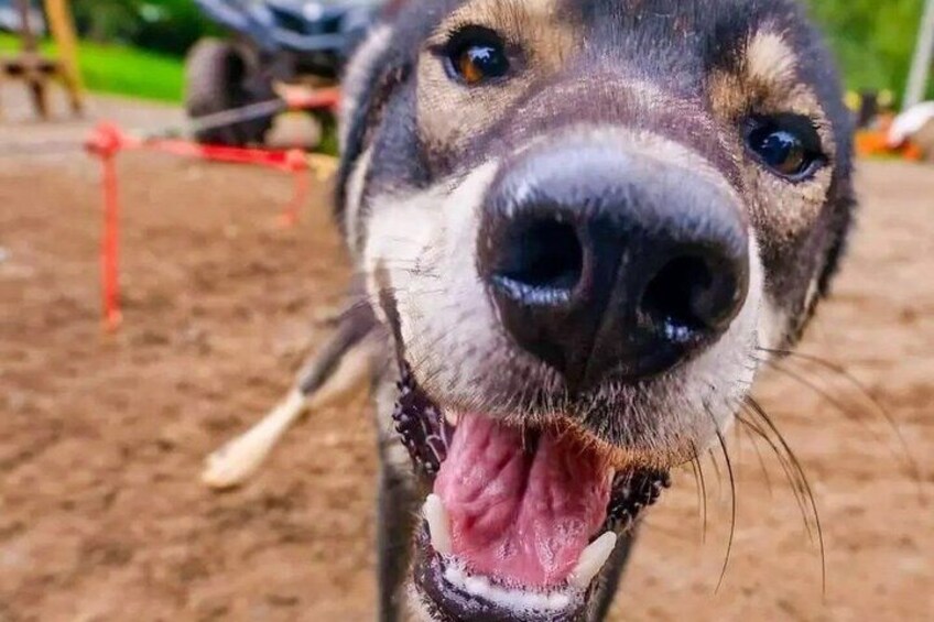 A close-up of a dog's face with a red leash in the background. 1