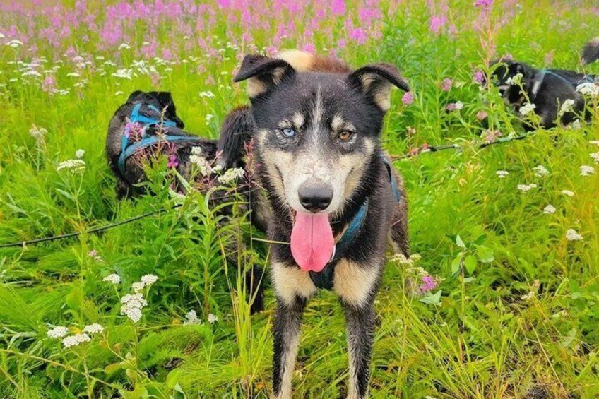 A dog with a blue collar in a grassy field with flowers. 5