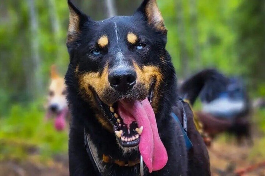 A close-up of a dog with a black and tan coat, a pink tongue, and a happy expression. 3